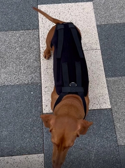 Lightweight Dog IVDD Back Brace  review 