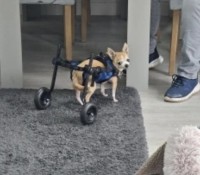 Dog Rear Leg Disability Rehabilitation Wheelchair review 0