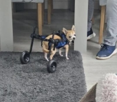 Dog Rear Leg Disability Rehabilitation Wheelchair review 