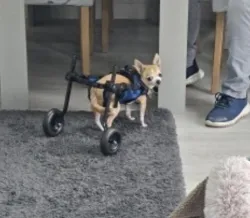 Dog Rear Leg Disability Rehabilitation Wheelchair review Ren