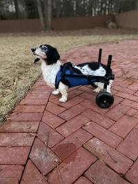 Dog Rear Leg Disability Rehabilitation Wheelchair review 0