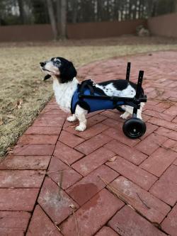 Dog Rear Leg Disability Rehabilitation Wheelchair review Paula