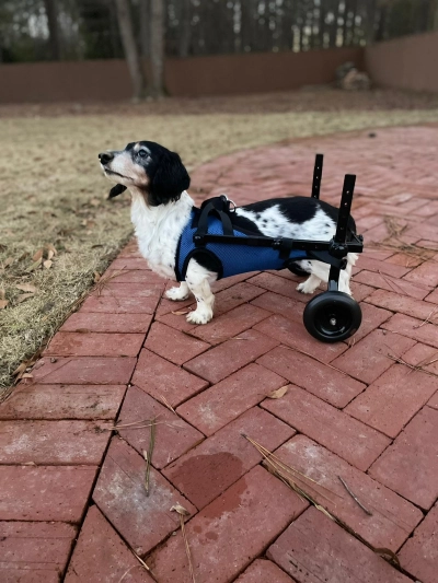 Dog Rear Leg Disability Rehabilitation Wheelchair review 