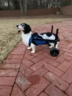 Dog Rear Leg Disability Rehabilitation Wheelchair review Paula
