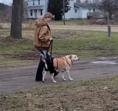 Hip Brace for Dogs with Hip Dysplasia review 