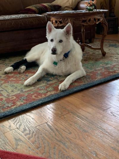 Dog Ankle Brace review 