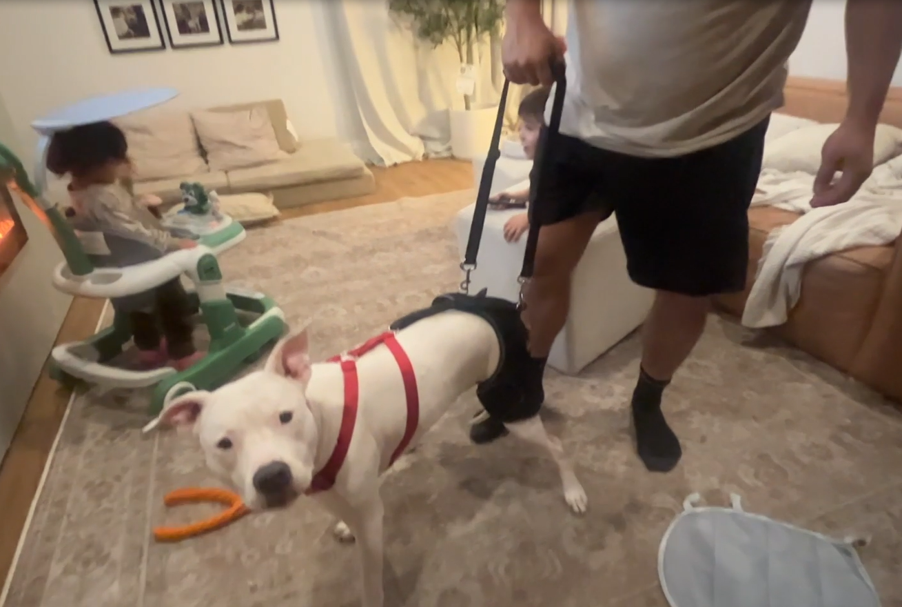 Hip Brace for Dogs with Hip Dysplasia review Stephen