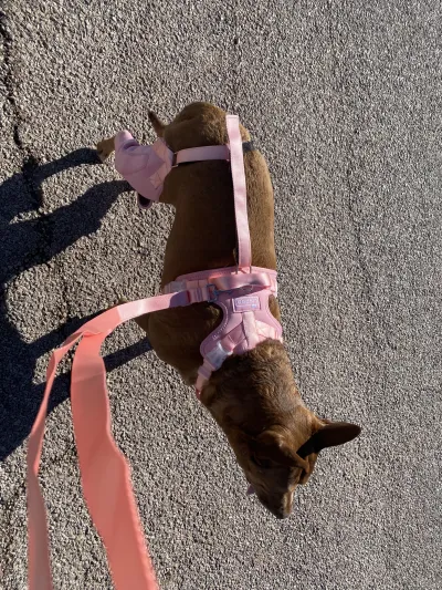 Dog Knee Brace with Metal Splint Hinge Support for ACL review 