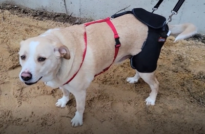 Hip Brace for Dogs with Hip Dysplasia review 