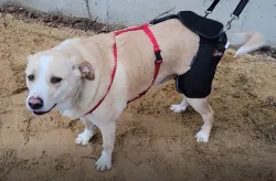Hip Brace for Dogs with Hip Dysplasia review Sam Mercer