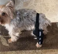 Hinged Dog Leg Brace review 0