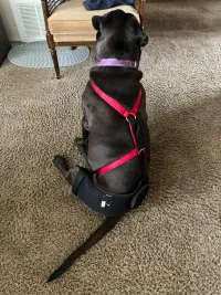 Dog Hip Dysplasia Brace review 0
