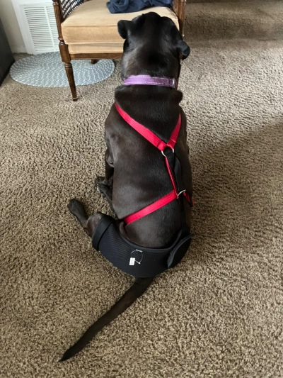 Dog Hip Dysplasia Brace review 