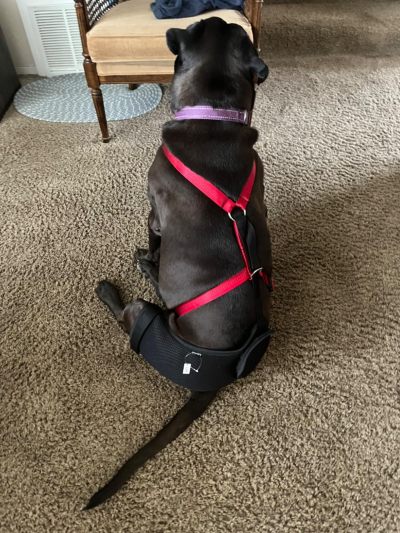 Dog Hip Dysplasia Brace review