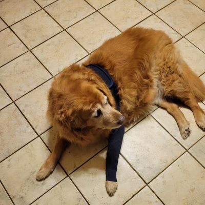 Dog Elbow Wrap review 