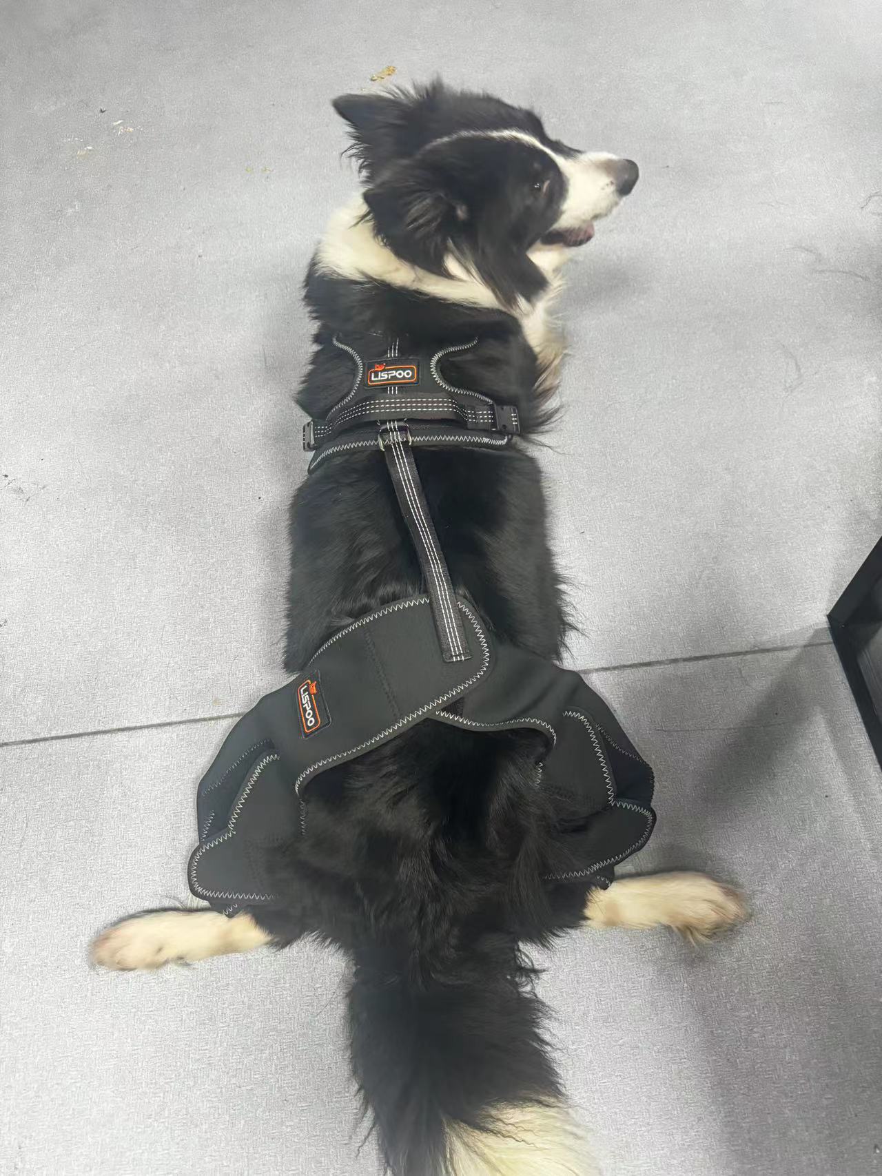 Dog Knee Brace for Back Leg Torn CCL review 0