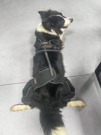 Dog Knee Brace for Back Leg Torn CCL review 0