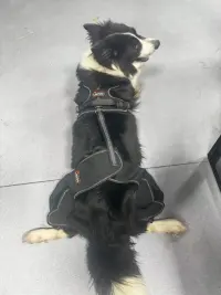 Dog Knee Brace for Back Leg Torn CCL review 0