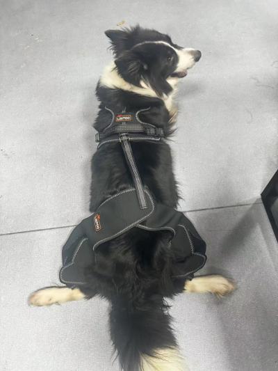 Dog Knee Brace for Back Leg Torn CCL review 