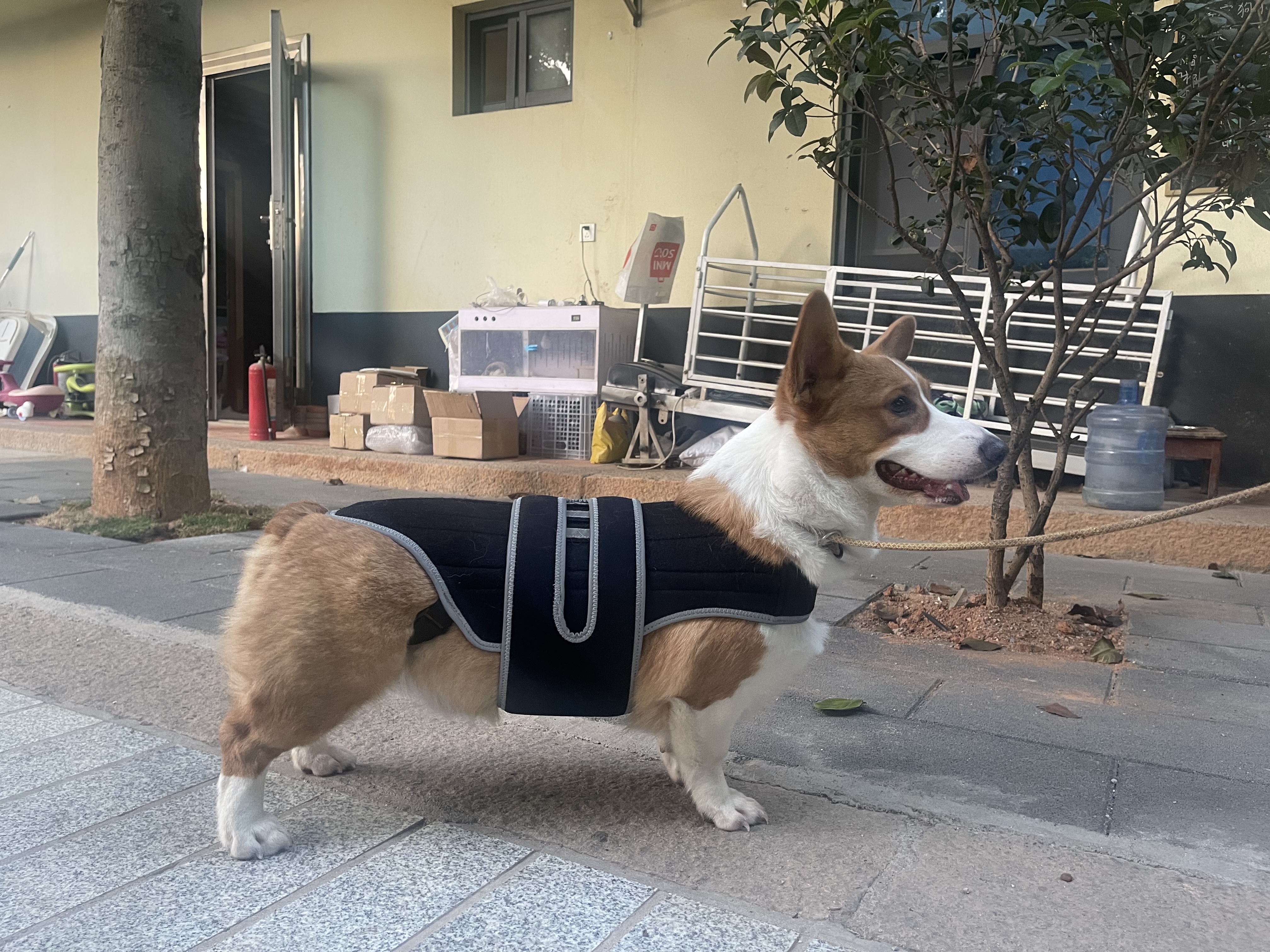 Dog Back Brace for IVDD review Paneve