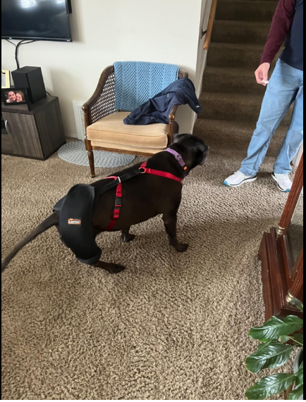 Dog Hip Dysplasia Brace review 0