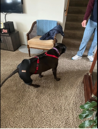 Dog Hip Dysplasia Brace review 