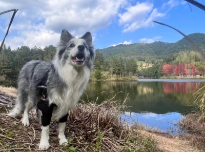 Dog Double Elbow & Shoulder Brace review 