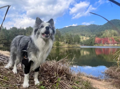 Dog Double Elbow & Shoulder Brace review