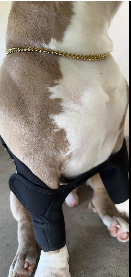 Dog Double Elbow & Shoulder Brace review shfuhd
