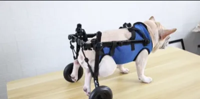 Dog Rear Leg Disability Rehabilitation Wheelchair review 