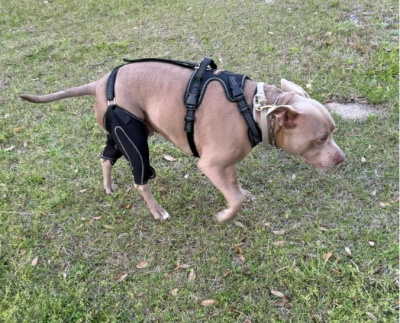 Golden Retriever Dog Knee Brace with Metal Splint Hinge Support review 