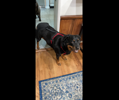 Dog Hip Dysplasia Brace review