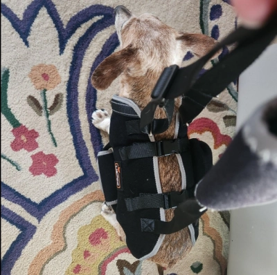 Dog Lift Harness with Handle review 