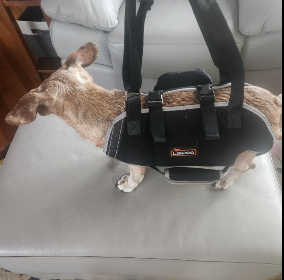 Dog Lift Harness with Handle review 1