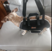 Dog Lift Harness with Handle review 1