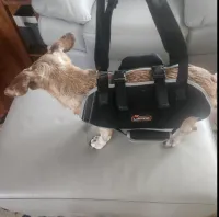 Dog Lift Harness with Handle review 1
