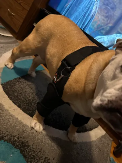 Dog Double Elbow & Shoulder Brace review 