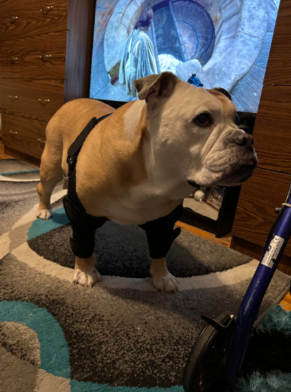 Dog Double Elbow & Shoulder Brace review Qwhan 02