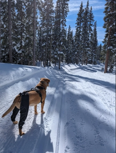 Dog Knee Brace for Back Leg Torn CCL review 