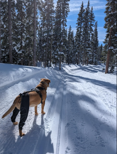 Dog Knee Brace for Back Leg Torn CCL review