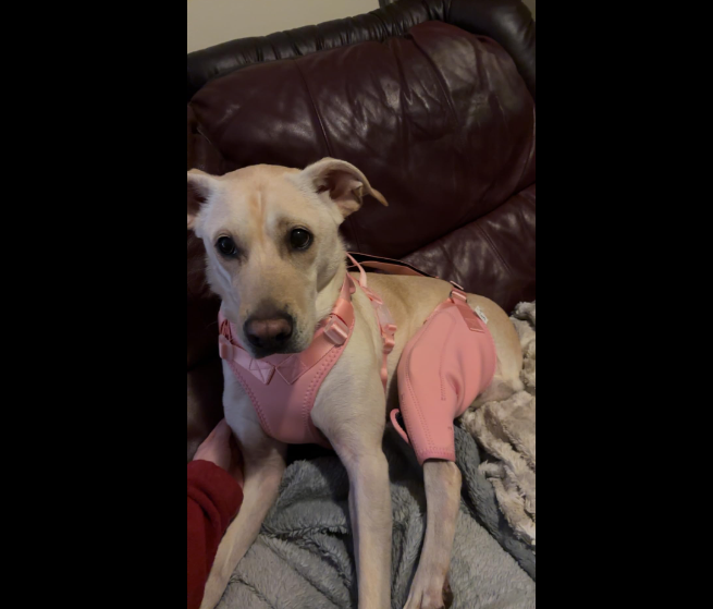 Dog Knee Brace with Metal Splint Hinge Support for ACL review Erty 02