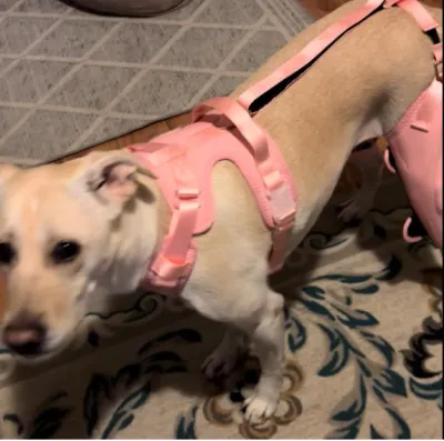 Dog Knee Brace with Metal Splint Hinge Support for ACL review 