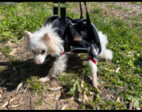 Dog Lift Harness with Handle review 1