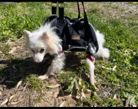 Dog Lift Harness with Handle review 1