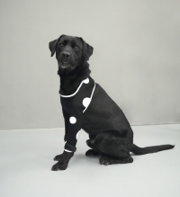 Anti-Lick Elbow Sleeves for Dogs review 0