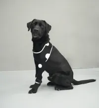 Anti-Lick Elbow Sleeves for Dogs review 0
