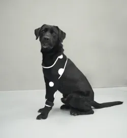 Anti-Lick Elbow Sleeves for Dogs review Phja