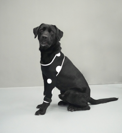 Anti-Lick Elbow Sleeves for Dogs review 