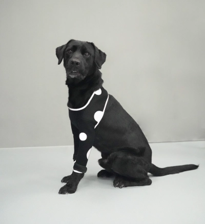 Anti-Lick Elbow Sleeves for Dogs review 