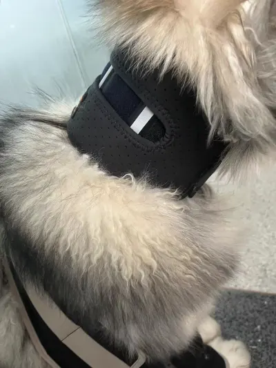 Dog Neck Brace for Dogs Neck Pain review 